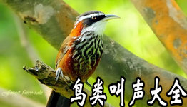 鸟类叫声大全